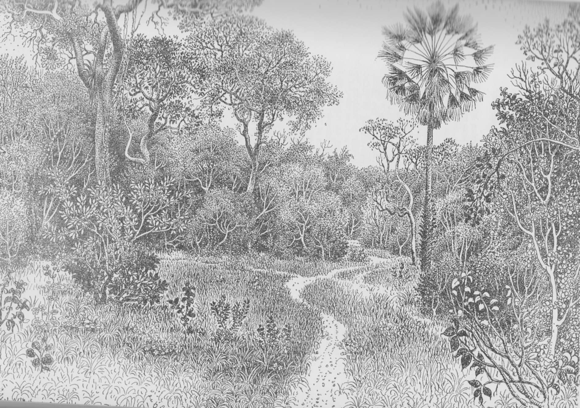 Agreste - vegetação nativa brasileira Agreste - vegetação nativa brasileira